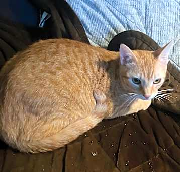 Photo of Speedy
