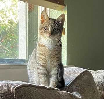 Photo of Socks