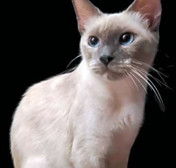 Photo of Missy