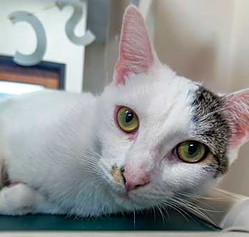 Photo of bookie