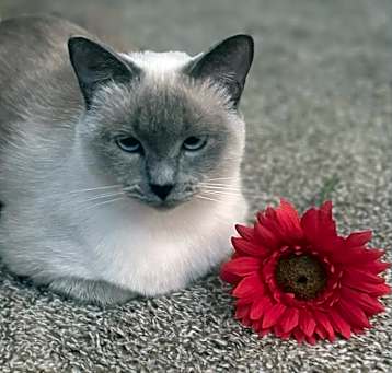 Photo of Avery