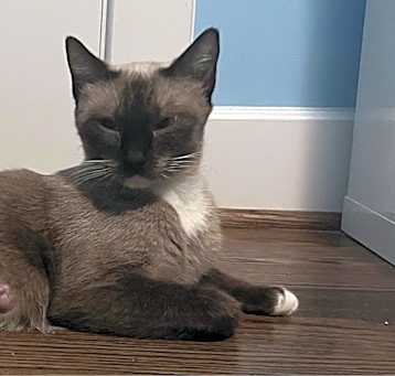 Photo of Gracie