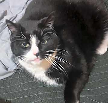 Photo of Oreo