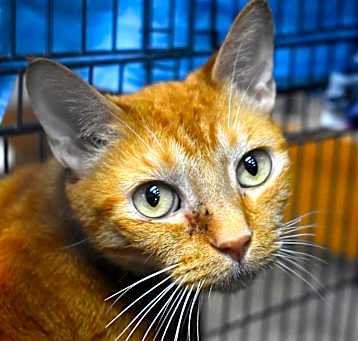 Photo of Dexter