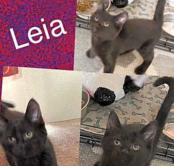 Photo of Leia