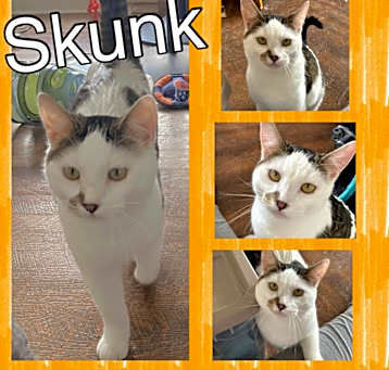 Photo of Skunk