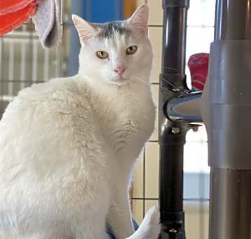 Photo of Chat
