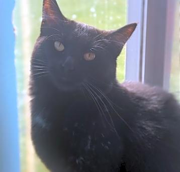 Photo of Ebony