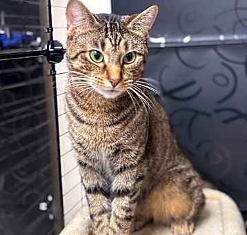 Photo of Peanut