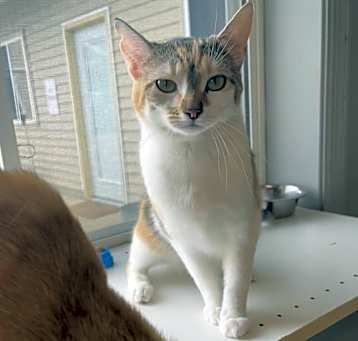 Photo of Maple