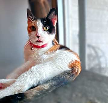 Photo of Callie