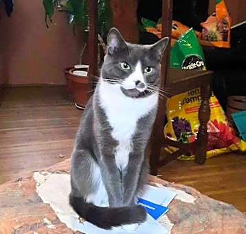 Photo of Tux