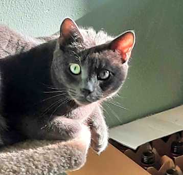 Photo of Scoots
