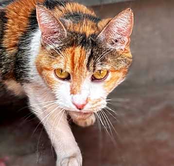 Photo of Latte