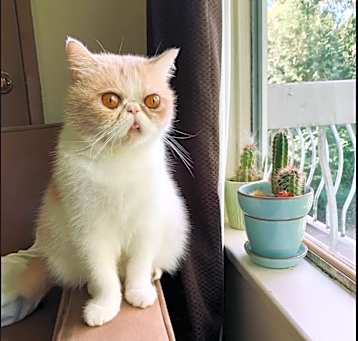 Photo of Bao 