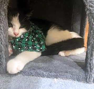 Photo of Bowie