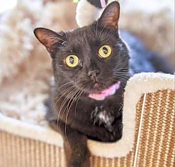 Photo of Cherokee