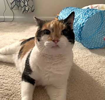 Photo of Twix