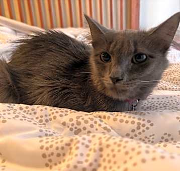 Photo of Cora