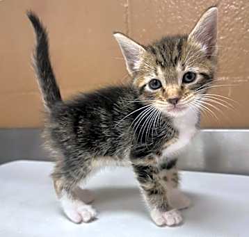 Photo of Milo