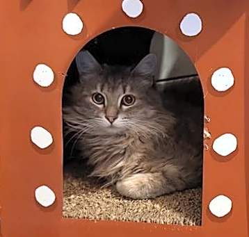 Photo of Lucy