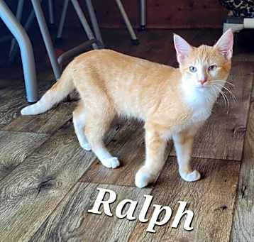 Photo of Ralph (Feral kitten)_6