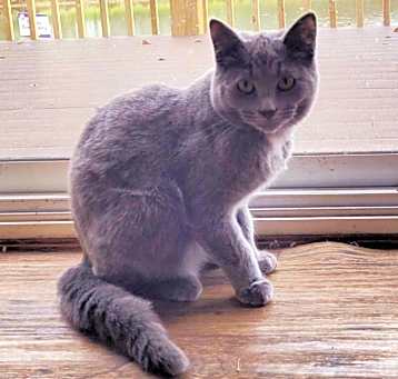 Photo of Parsnip