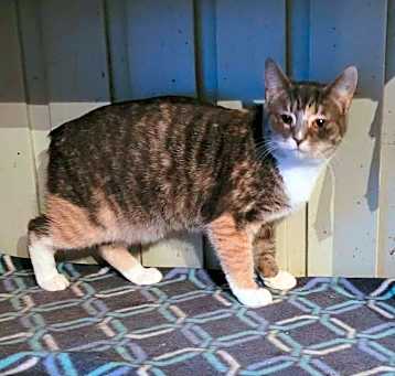 Photo of Ember