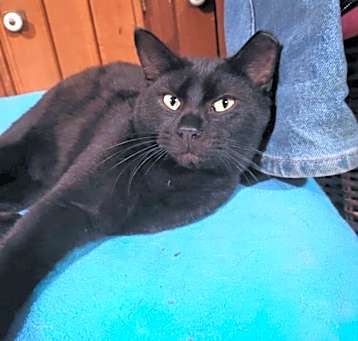 Photo of Sable