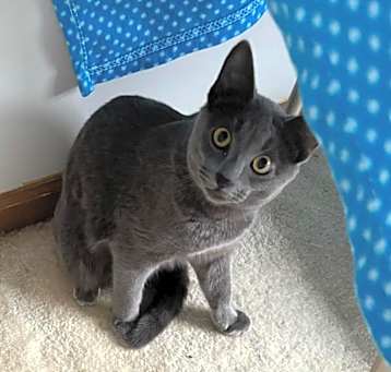 Photo of Milo