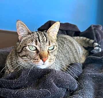 Photo of Minerva