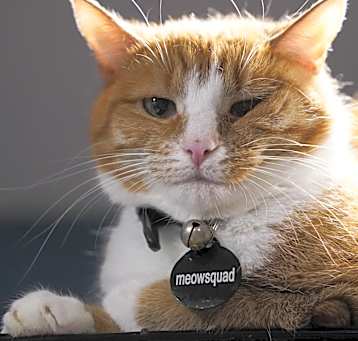 Photo of Frito