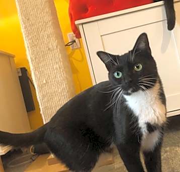 Photo of Missy (Bonded with Takis)