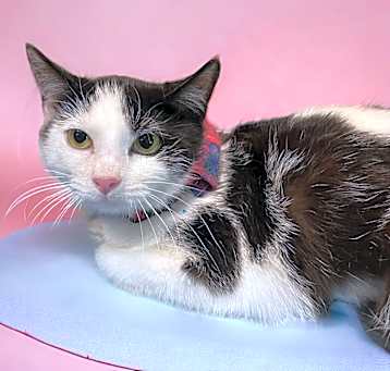 Photo of Orca (bonded with Lily)