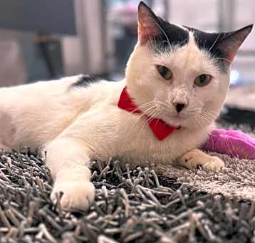 Photo of Oreo