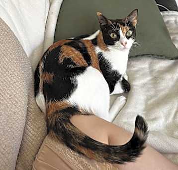 Photo of Luna