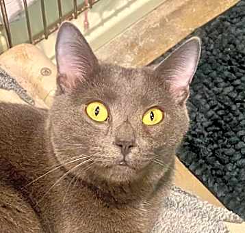Photo of Mercury