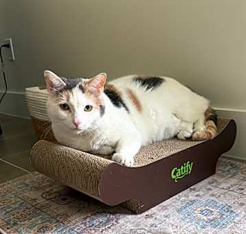 Photo of Lilly (aka Beans)