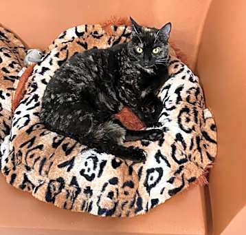 Photo of Phoenix