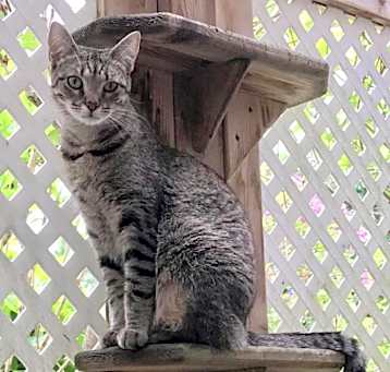 Photo of Buttercup