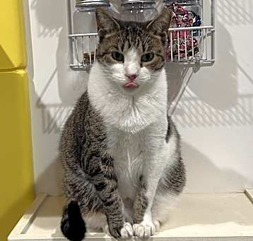 Photo of Skittles