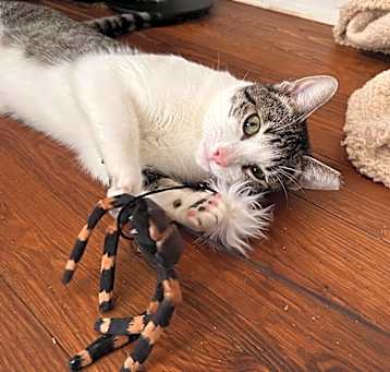 Photo of DENJI