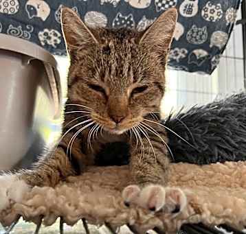 Photo of NUTMEG
