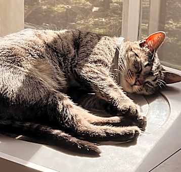 Photo of MOWGLI