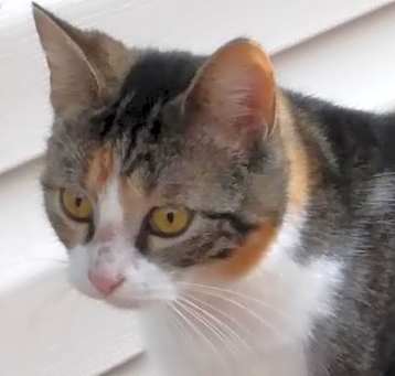 Photo of Evie