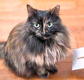 Photo of Brioche (and Baguette)