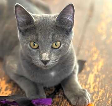Photo of Lark