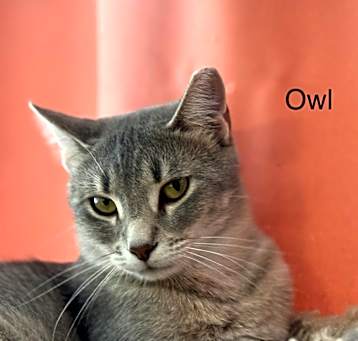 Photo of Owl