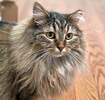 Photo of Baguette