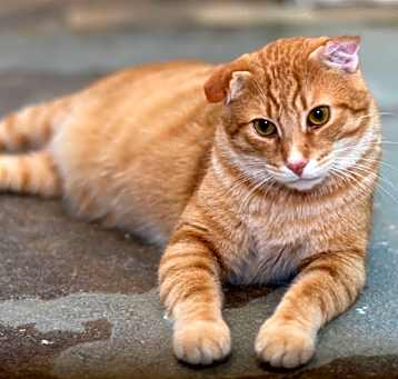 Photo of Thor